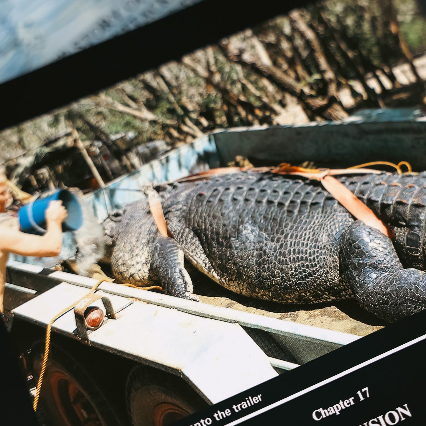 Sweetheart the crocodile loaded onto trailer