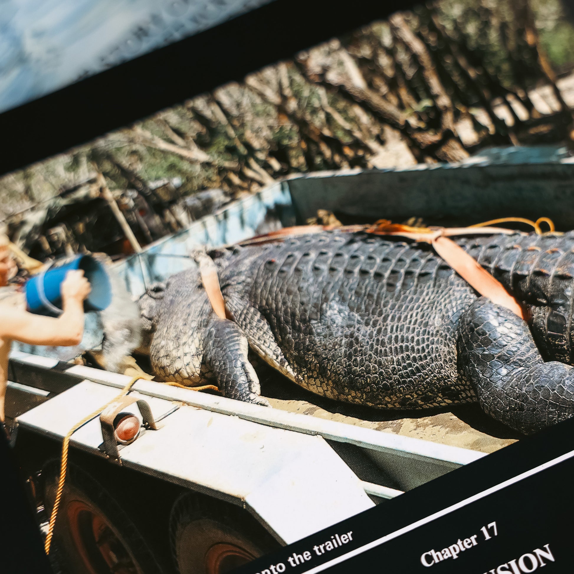 Sweetheart the crocodile loaded onto trailer